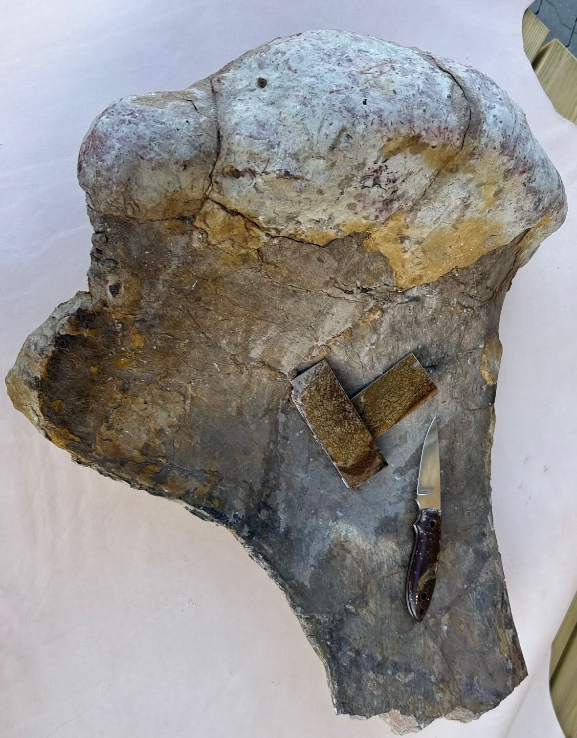 Fossile de dinosaure fragment 20x35x20mm
