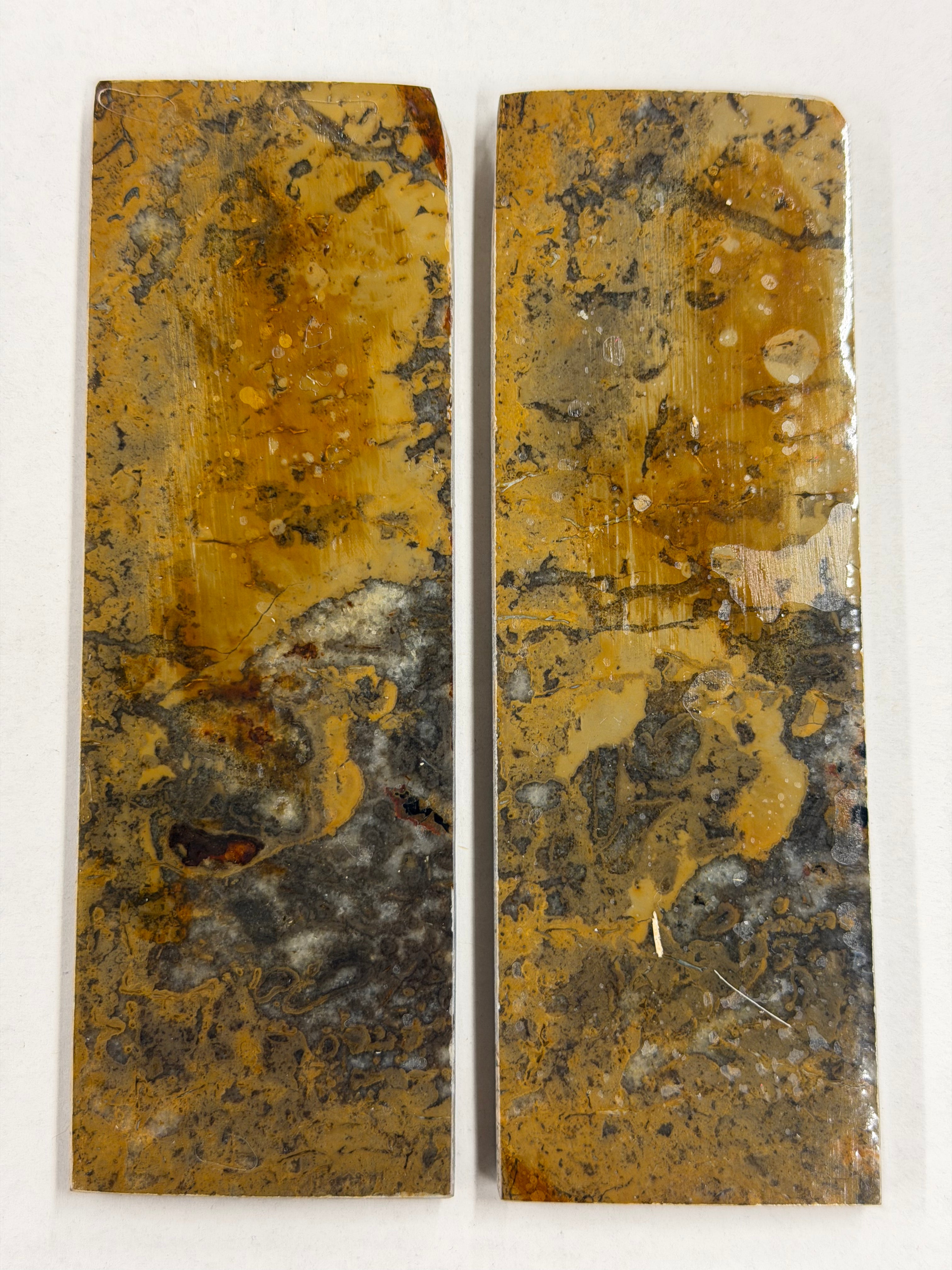 Ensemble de plaques de manche pour fossile de dinosaure DFS-1