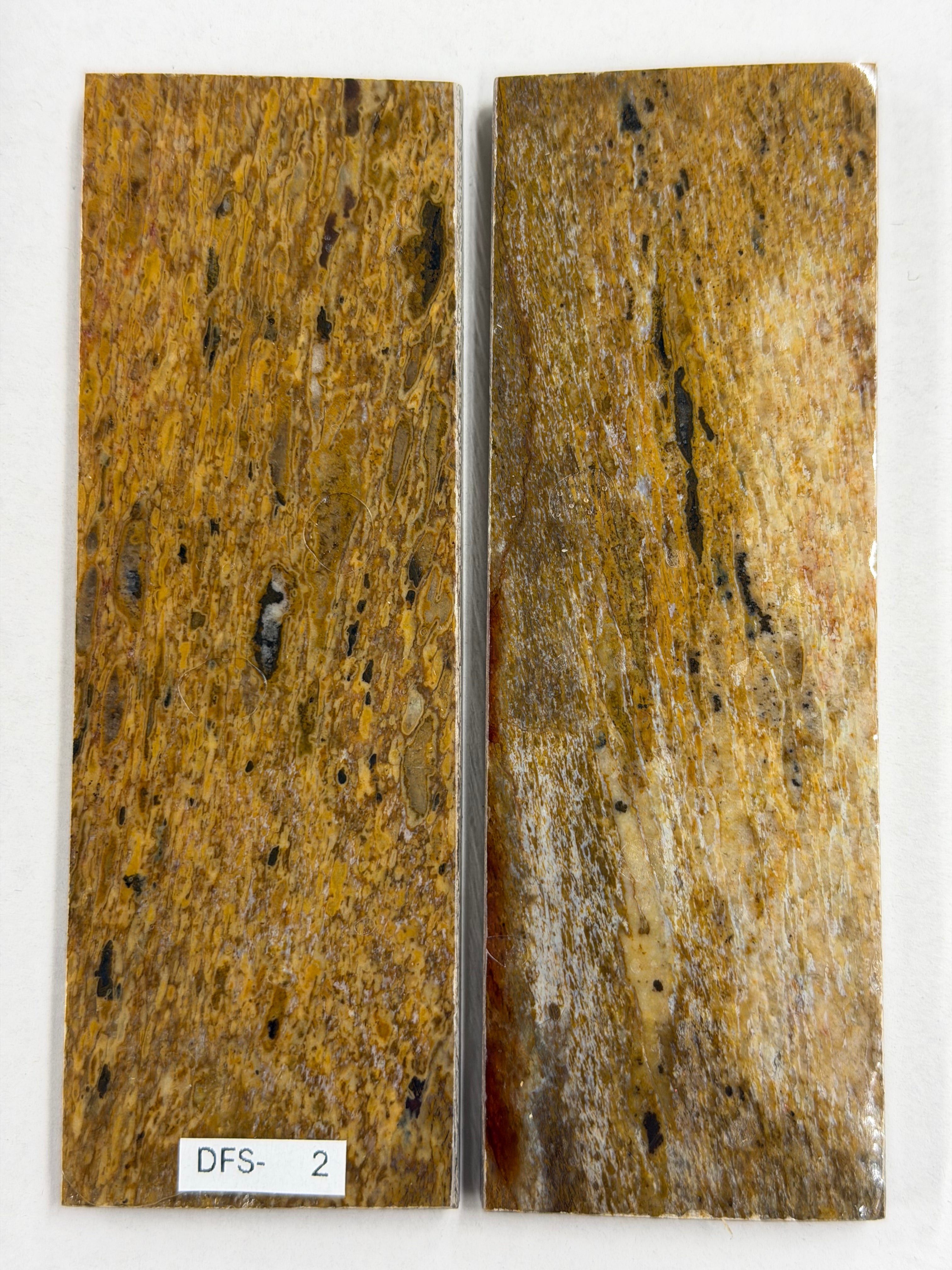 Ensemble de plaques de manche pour fossile de dinosaure DFS-2