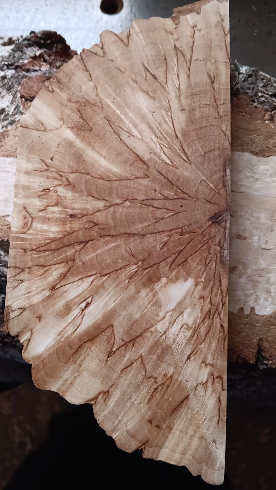 Naturel Bouleau madré (Masur) Coupe transversale (X-cut) env. 30x40x140mm
