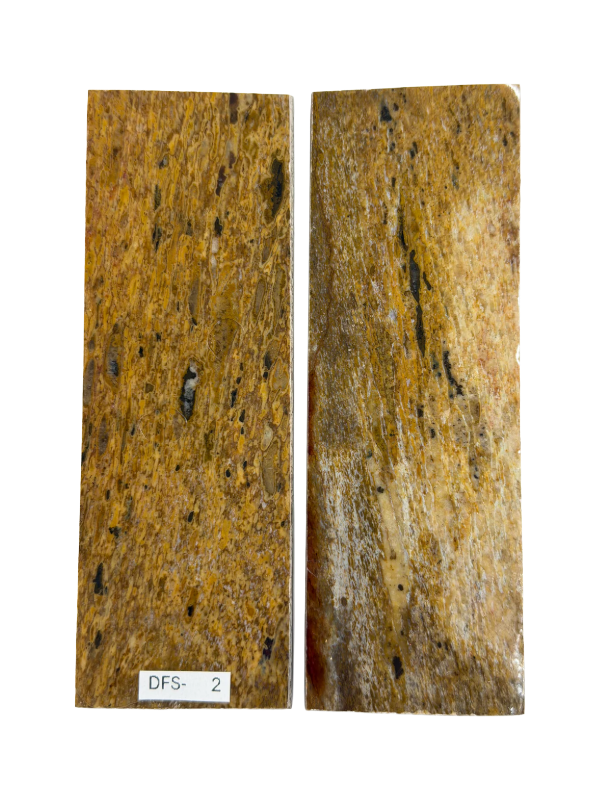 Ensemble de plaques de manche pour fossile de dinosaure DFS-2