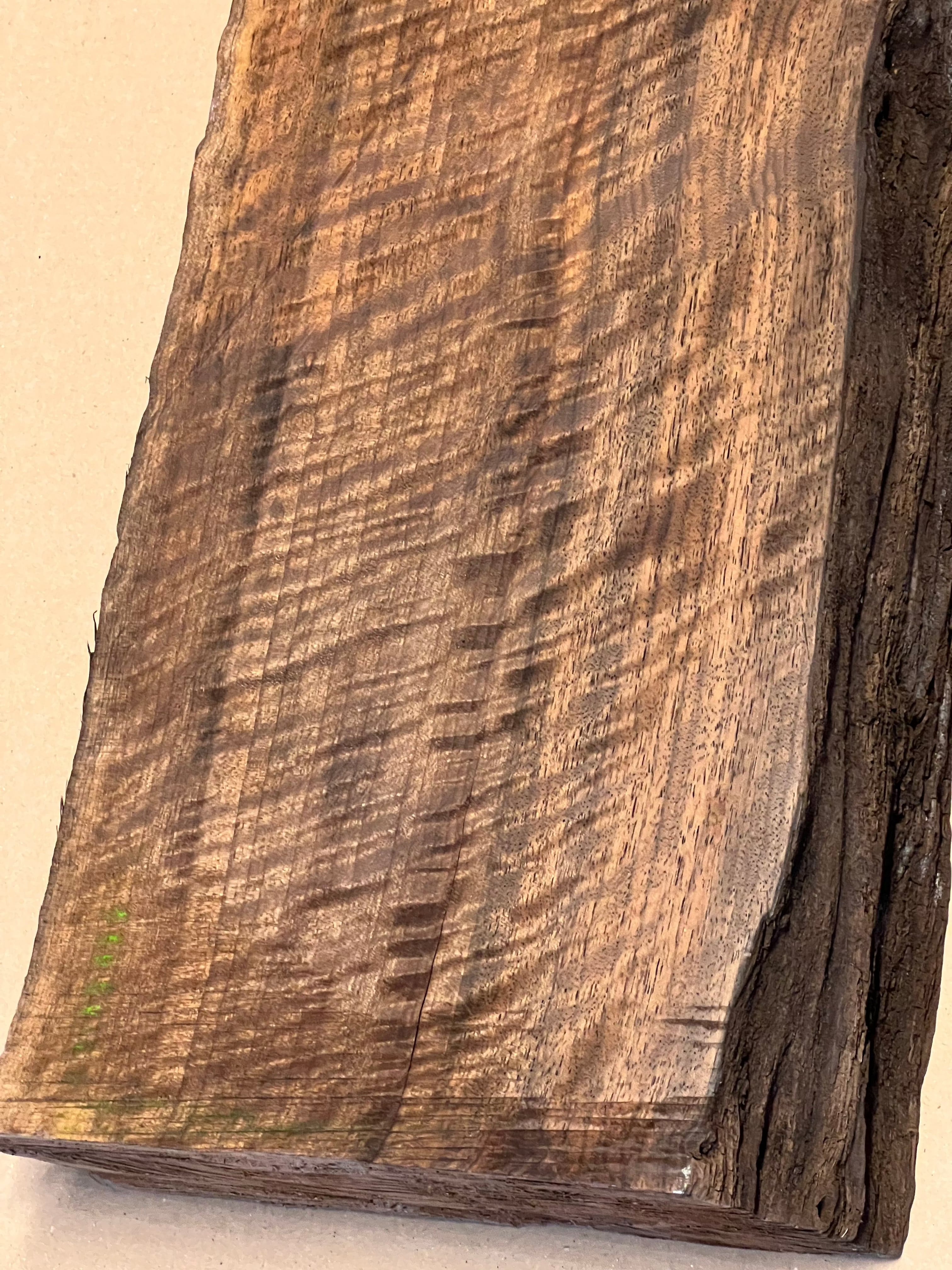 Ébauche de noyer premium, grande taille VC02