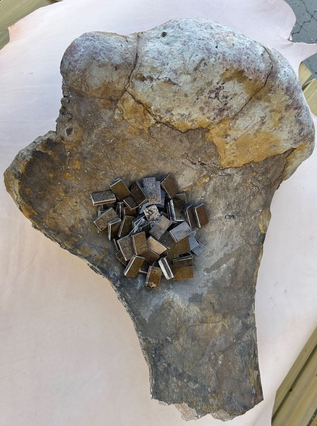 Fossile de dinosaure fragment 20x35x20mm