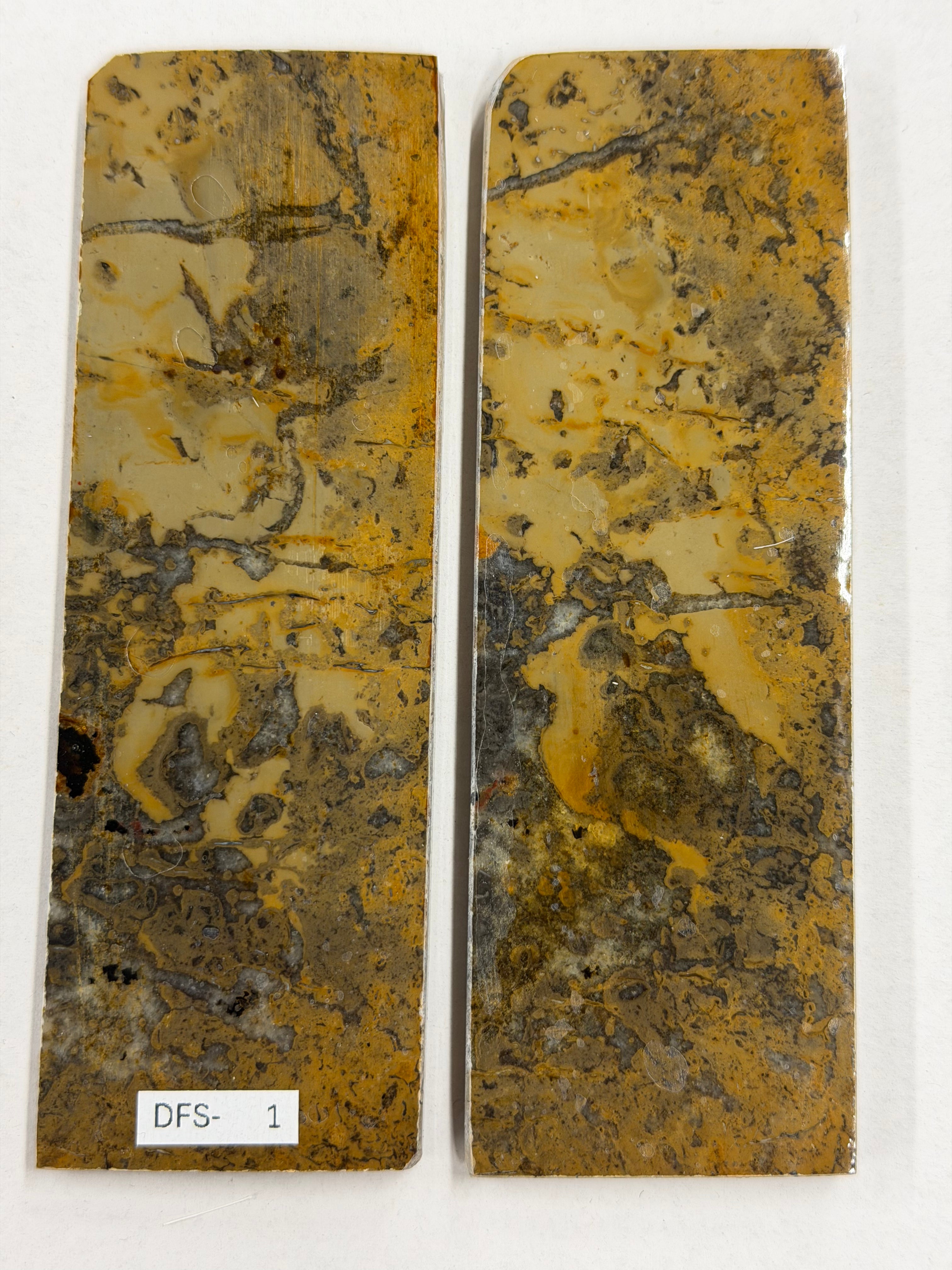 Ensemble de plaques de manche pour fossile de dinosaure DFS-1