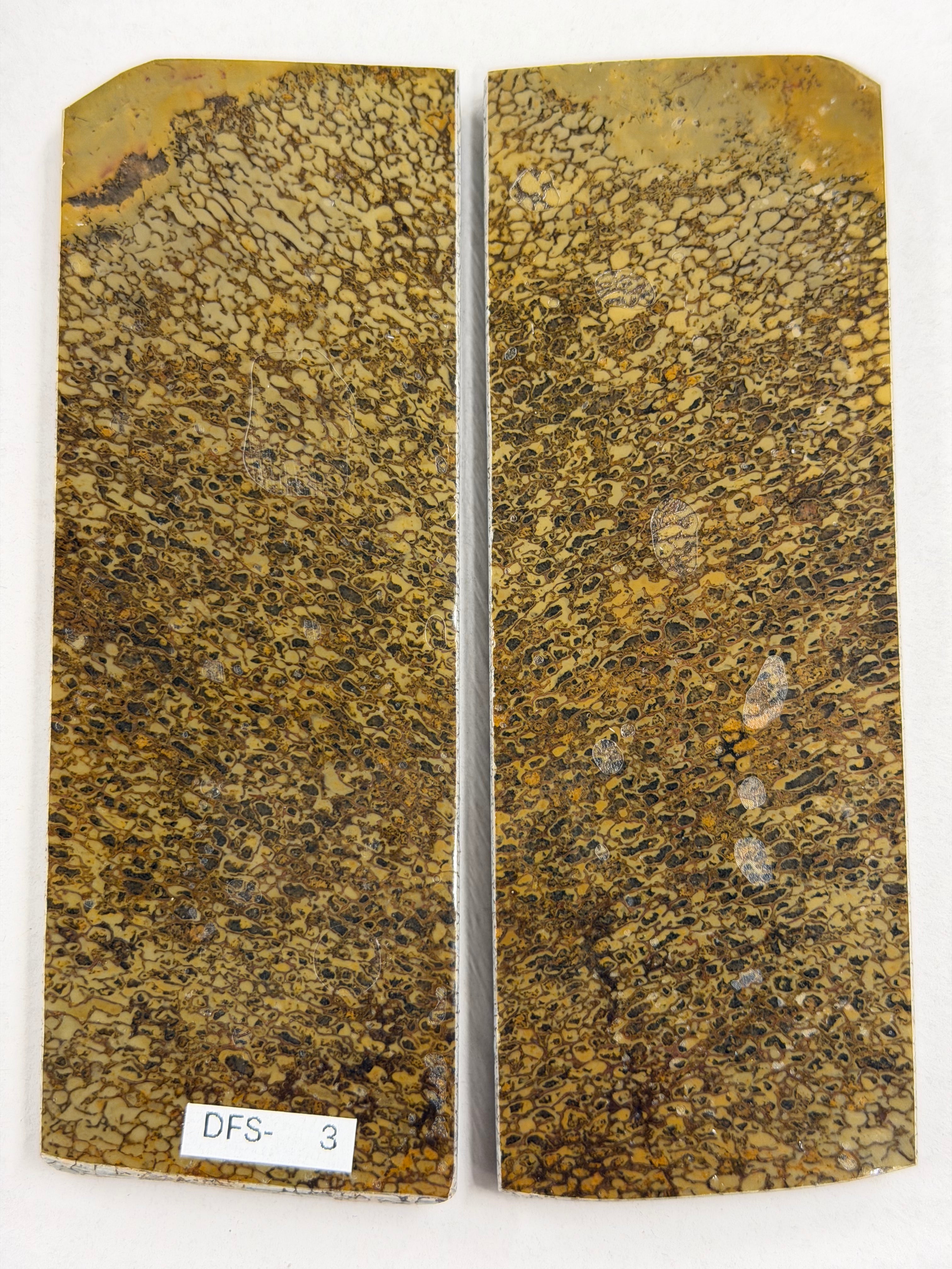 Jeu de plaques de manche pour fossile de dinosaure DFS-3