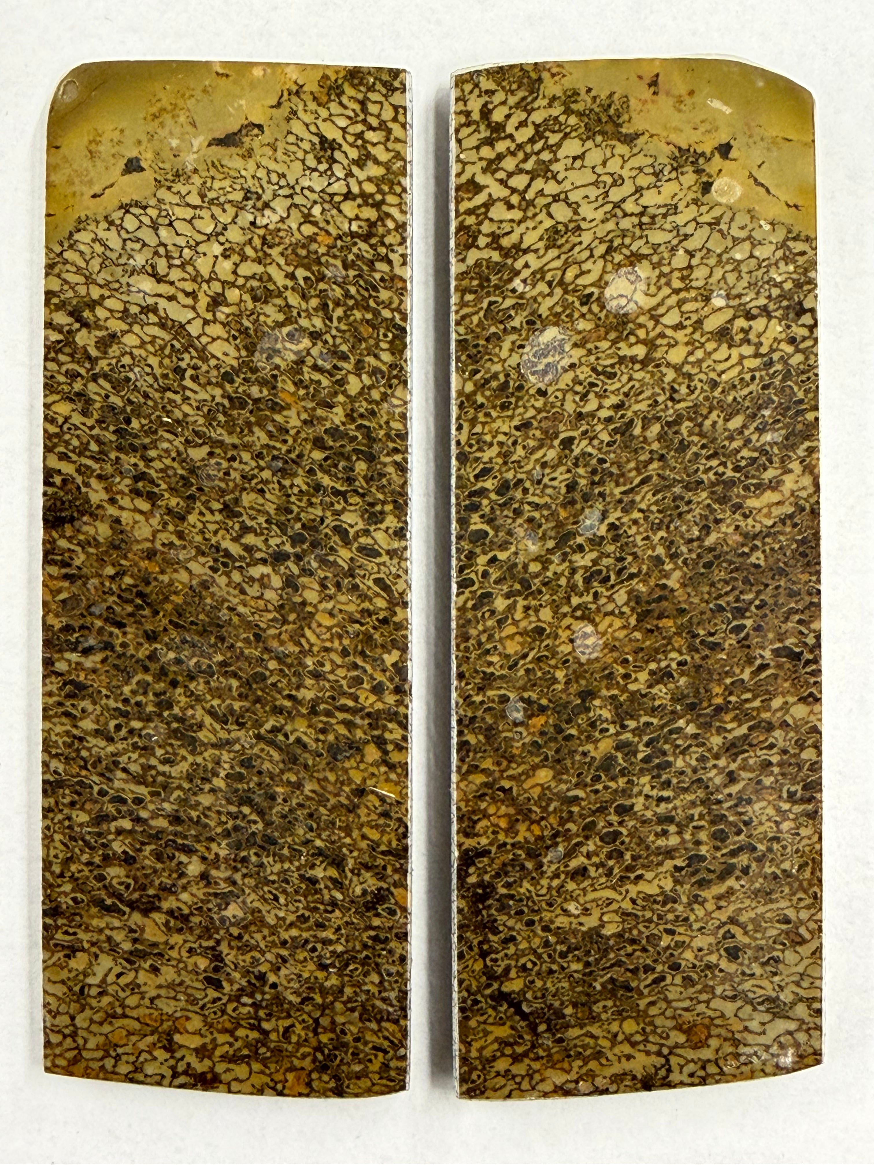 Jeu de plaques de manche pour fossile de dinosaure DFS-3