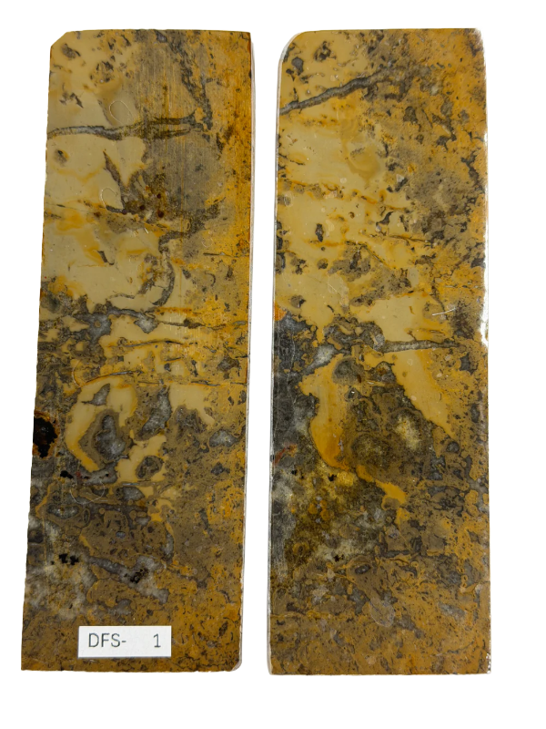 Ensemble de plaques de manche pour fossile de dinosaure DFS-1