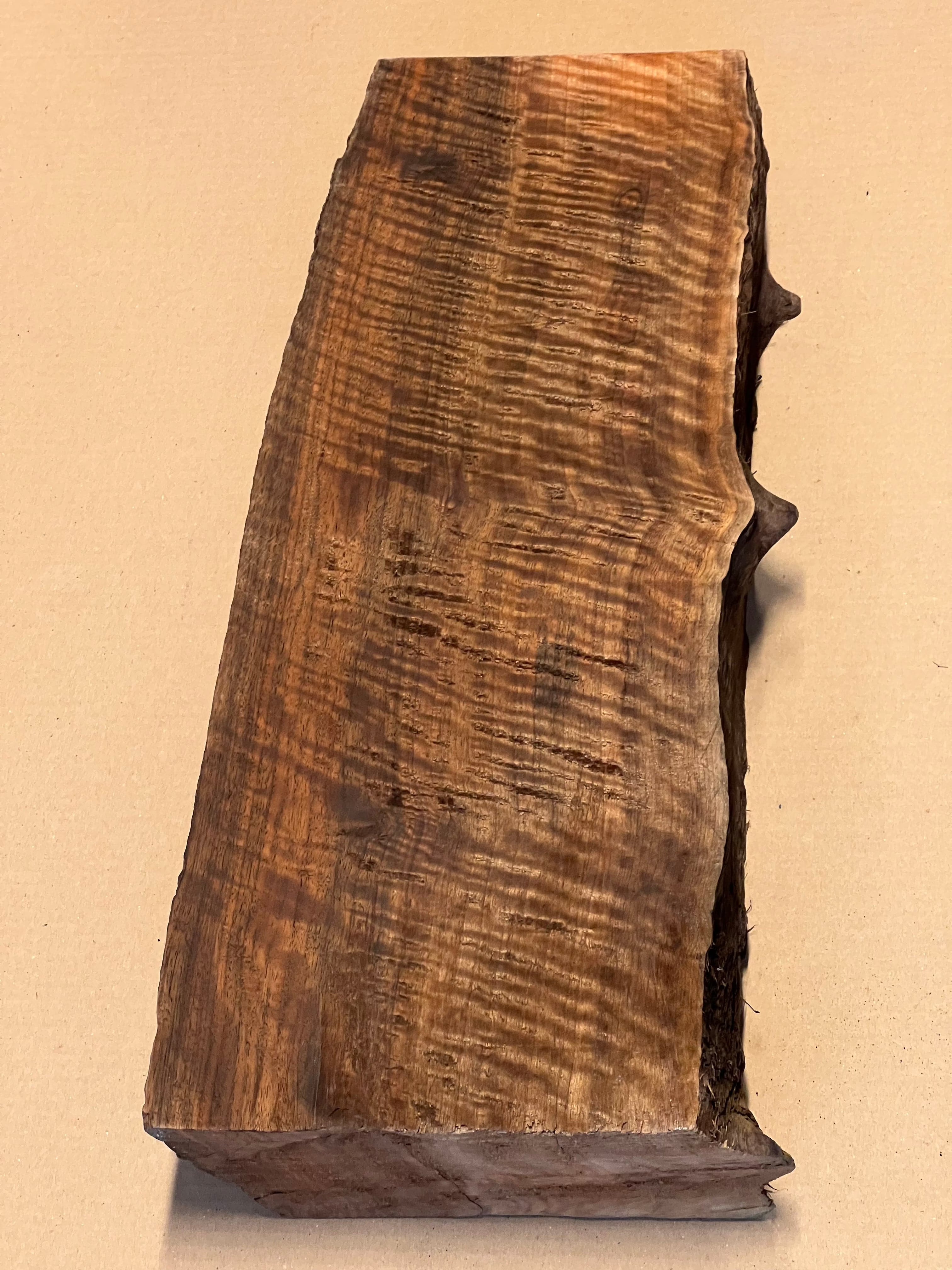Ébauche de noyer premium, grande taille VC02