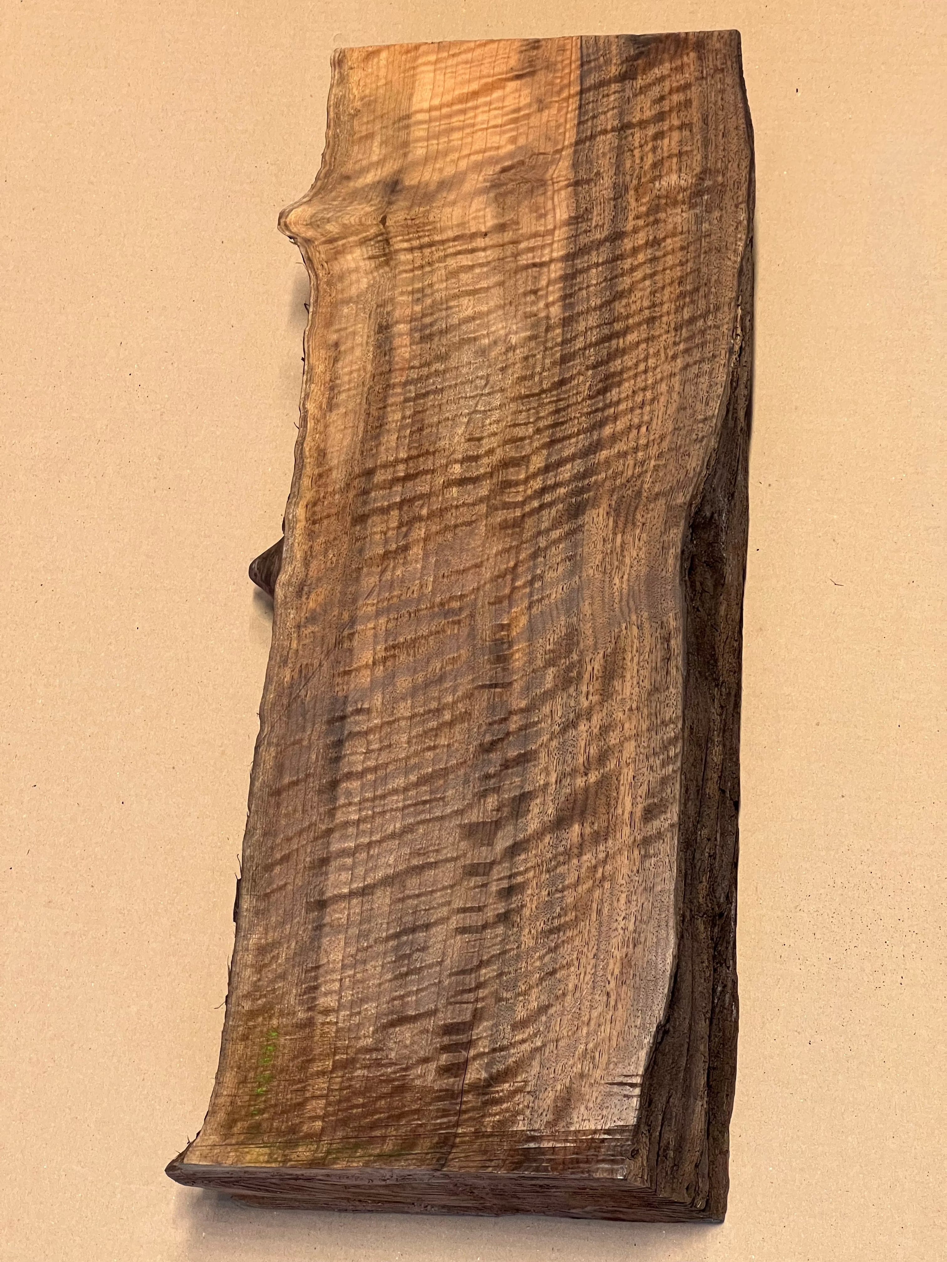 Ébauche de noyer premium, grande taille VC02